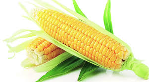 Maize, Corn and its By Products, value added Products, Derivatives, Maize Processing Industry, Corn Starch, Dextrose, Liquid Glucose, Sorbitol, Oil, Gluten, Germ Oil, Wet Milling, Maize Starch Plant & related Products, High-Fructose Corn Syrup (HFCS)