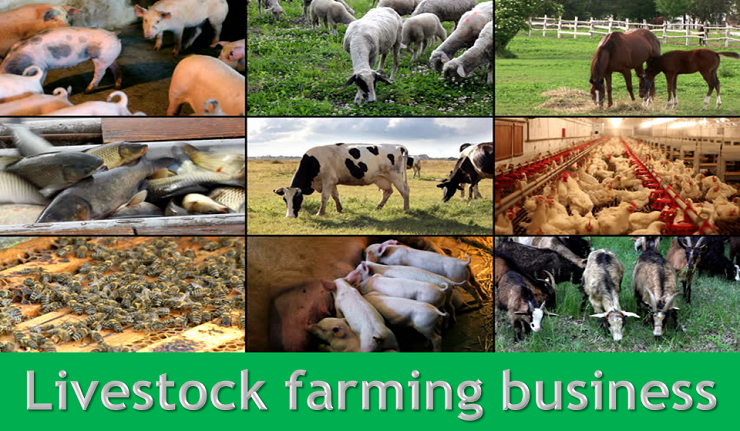 Livestock Farming Business Ideas, Animal Husbandry (Cow, Sheep, Pig, Goat, Buffalo, Rabbit), Farm Animals To Raise, Poultry, Dairy Farming, Cattle Rearing, Cattle Breeding Farm, Cattle & Poultry Feed, Fodder