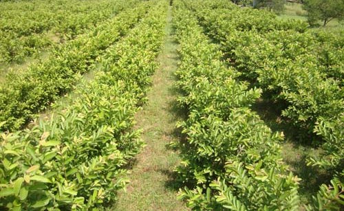 Plantation, Cultivation