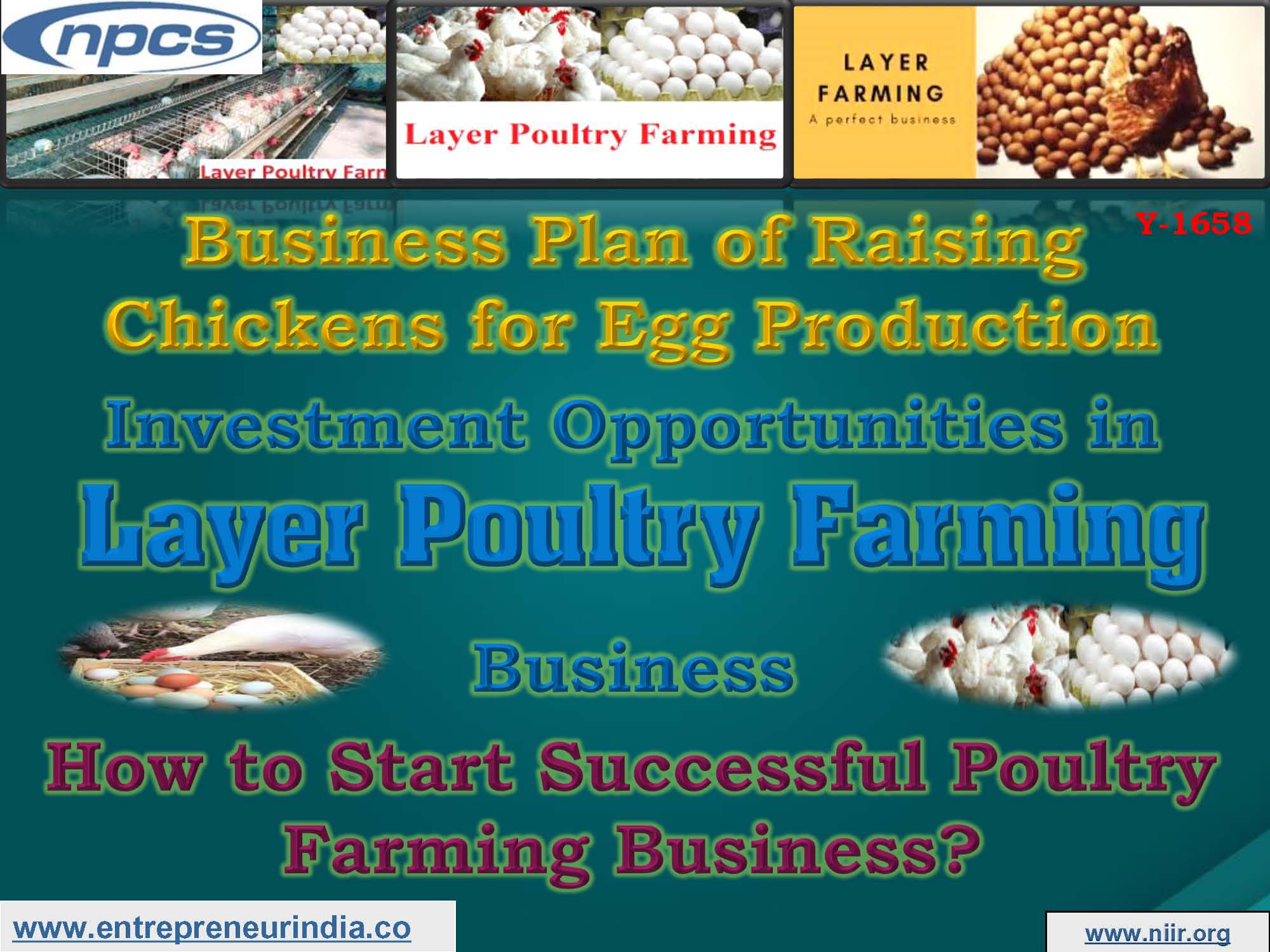 layer chickens business plan