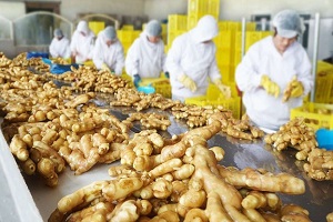 Ginger Processing
