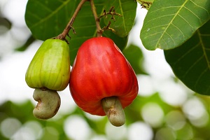 nutfacts-tree-cashews@2x