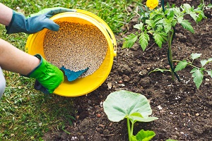 Hand in glove holding shovel and fertilize organic garden