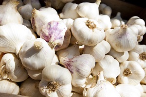 Close up of purple white garlic